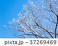 雪をかぶった木の枝 37269469