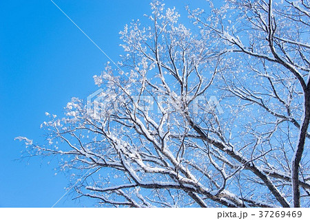 雪をかぶった木の枝の写真素材