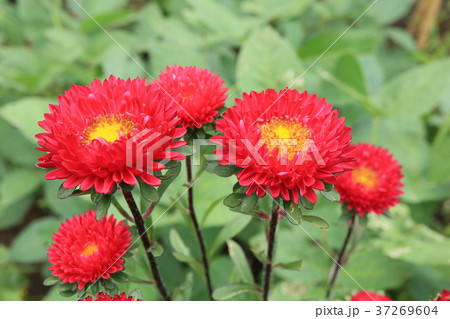 花 37269604