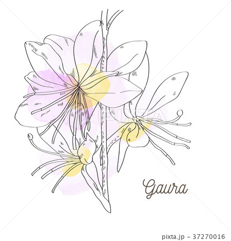Pink beautiful gaura illustration Pink beautiful gaura illustration 37270016