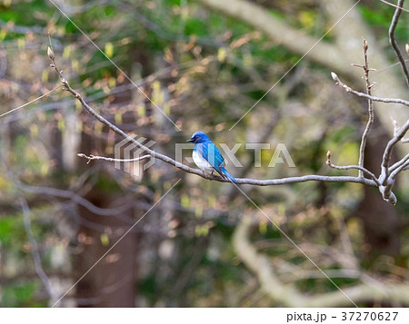 青い鳥 37270627