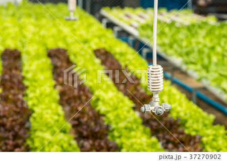 Hydroponics vegetable in farm 37270902
