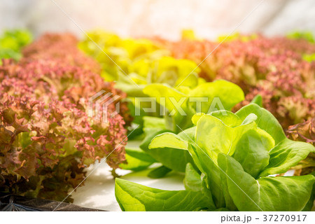 Hydroponics vegetable in farm Hydroponics vegetable in farm 37270917