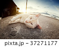 A lovely cat looking a camera by sleeping position 37271177