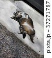 猫の日向ぼっこ 37271787