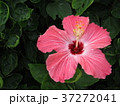 沖縄のハイビスカス 37272041