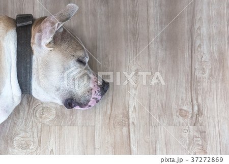 sleepy bully dog 37272869