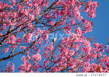 white-eye bird on cherry blossom and sakura white-eye bird on cherry blossom and sakura 37273077