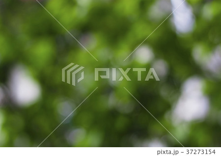 Blur, blurred image of a natural background, bokeh Blur, blurred image of a natural background, bokeh 37273154