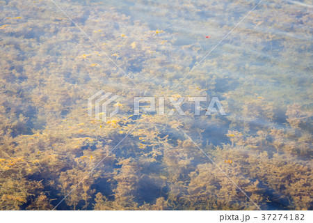 Freshwater algae in Thailand reservoir Freshwater algae in Thailand reservoir 37274182