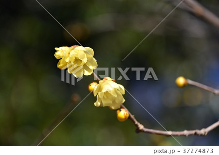 ロウバイ（蝋梅） 37274873