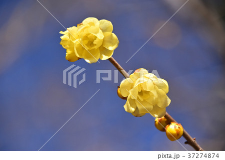 ロウバイ（蝋梅） 37274874