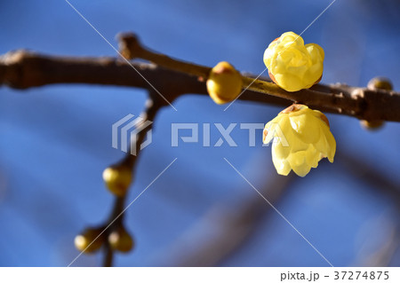 ロウバイ（蝋梅） 37274875