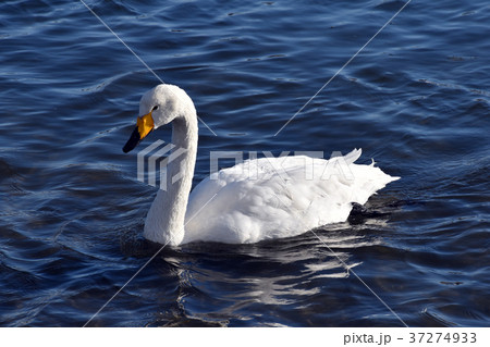 白鳥 37274933