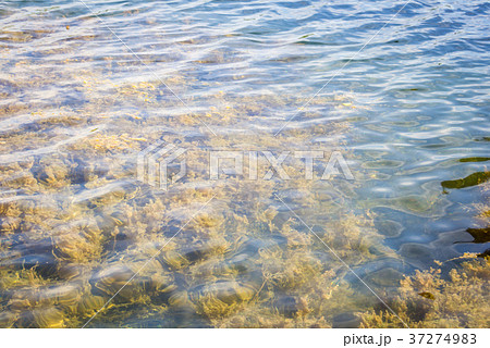 Freshwater algae in Thailand reservoir Freshwater algae in Thailand reservoir 37274983