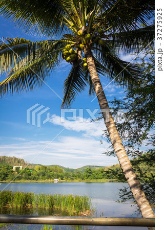 Coconut trees after a mountain in Thailand 37275925