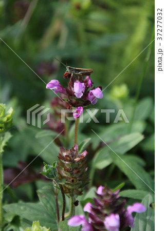 Prunella vulgaris 37277032