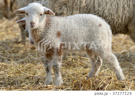 newborn lambs on the farm 37277129