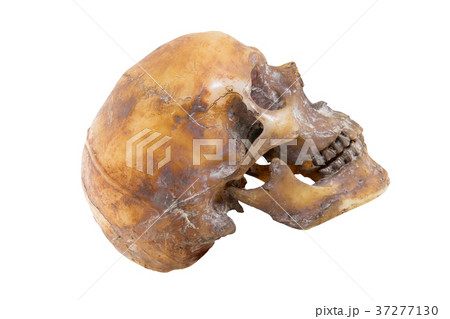 Human skull isolated on white background Human skull isolated on white background 37277130