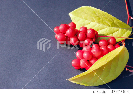 red berries of schisandra 37277610