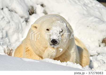 雪まみれのシロクマ 雪まみれのシロクマ 37278063