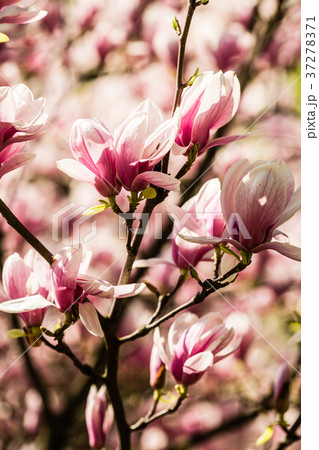 blooming magnolia flowers 37278371