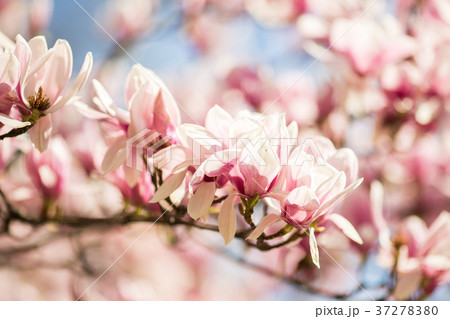 blooming magnolia flowers 37278380