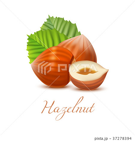 Hazelnut Nuts and Leaves in Realistic Style 37278394