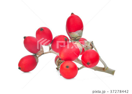 ripe betel nut fruit isolated on white background ripe betel nut fruit isolated on white background 37278442