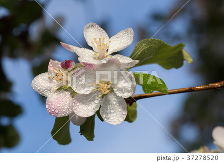 Blooming apple twig Blooming apple twig 37278520