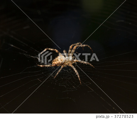 Waiting spider 37278523