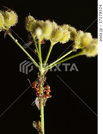 Ants and greenflies 37278524