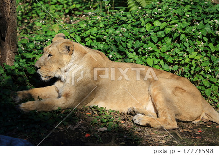 上野動物園のライオンの写真素材