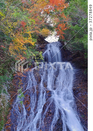 常光寺の滝と紅葉　宮崎県高千穂町岩戸 37278849