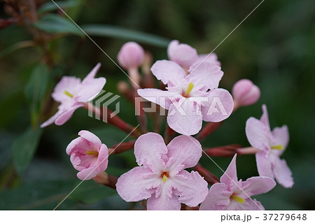 ルクリアの花 37279648