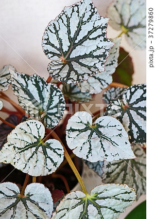 シルバーグレーの模様が美しいレックスベゴニアの葉の写真素材
