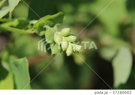 イシミカワの花 37280002