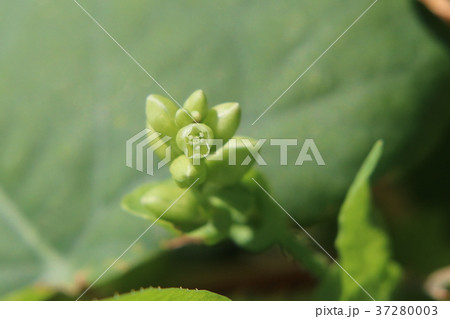 イシミカワの花 イシミカワの花 37280003