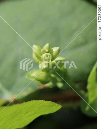 イシミカワの花 37280004