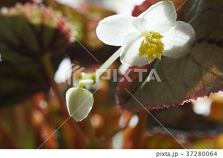 可憐なレックスベゴニアの花 可憐なレックスベゴニアの花 37280064