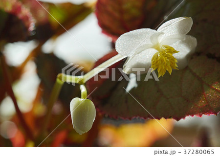 可憐なレックスベゴニアの花 可憐なレックスベゴニアの花 37280065