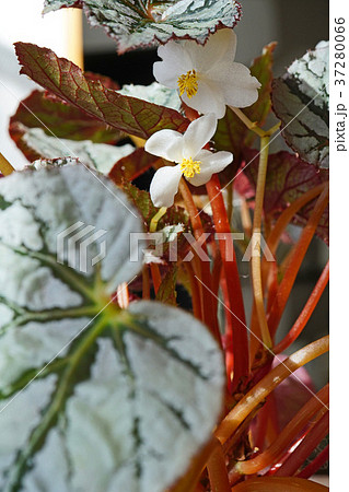 可憐なレックスベゴニアの花 可憐なレックスベゴニアの花 37280066