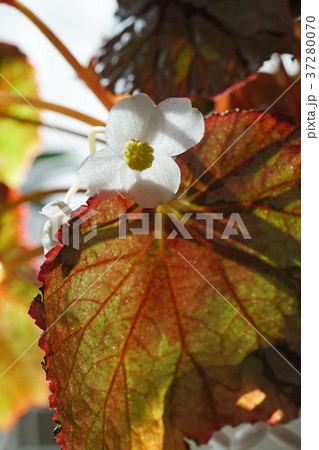 可憐なレックスベゴニアの花 37280070