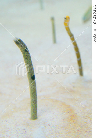 チンアナゴ チンアナゴ 37280221