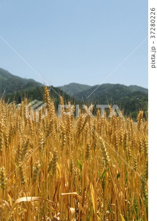 麦畑 37280226