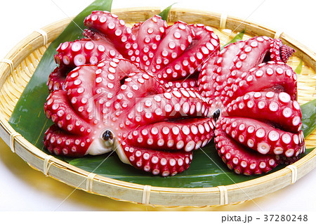 ゆでたタコ 37280248