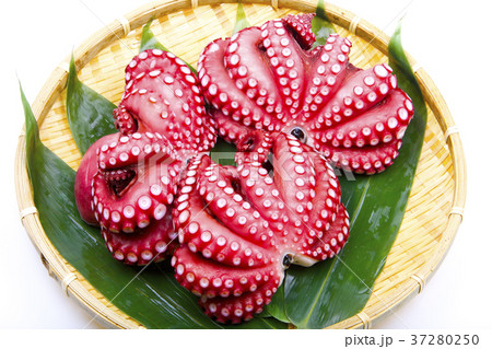 ゆでたタコ 37280250