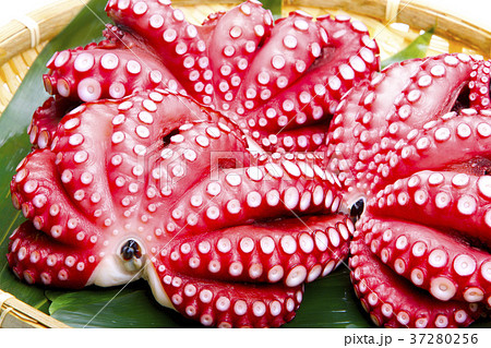 ゆでたタコ 37280256