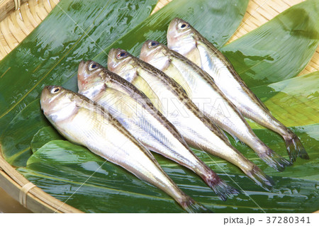 ハタ 37280341