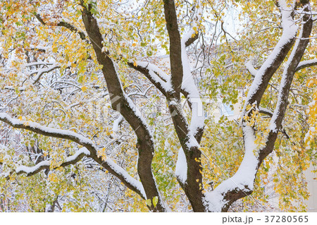 First snow and autumn leaves 37280565